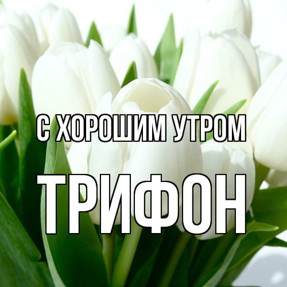 Открытка на каждый день с именем, Трифон С хорошим утром открытки на каждый день по именам Прикольная открытка с пожеланием онлайн скачать бесплатно 