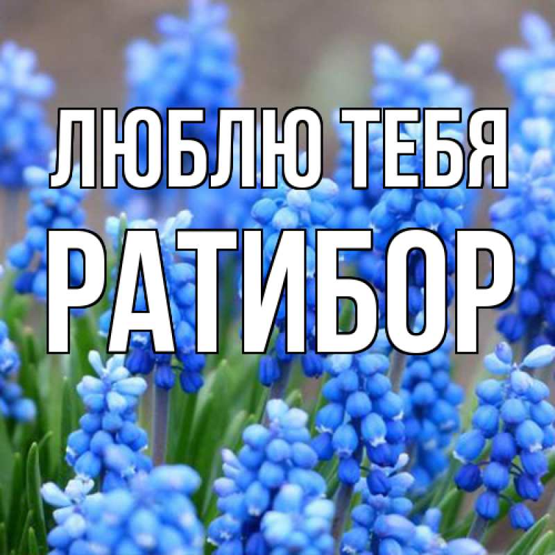 Картинка Люблю тебя, Ратибор