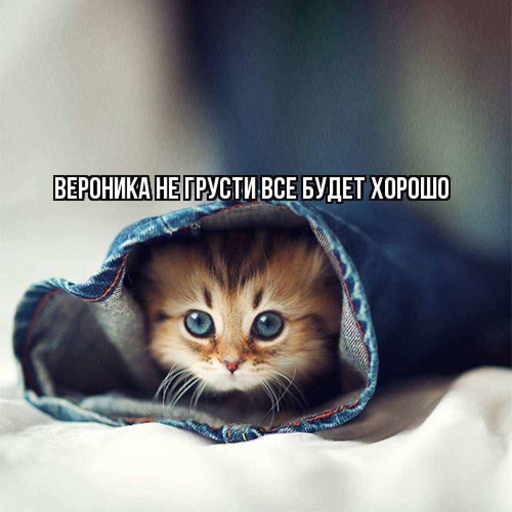 Открытка на каждый день с именем, Вероника Не грусти все будет хорошо кот в одежде Прикольная открытка с пожеланием онлайн скачать бесплатно 