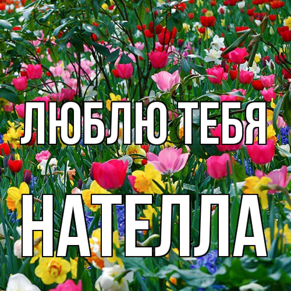 Открытка на каждый день с именем, Нателла Люблю тебя с международным женским днем поздравления для женщины Прикольная открытка с пожеланием онлайн скачать бесплатно 