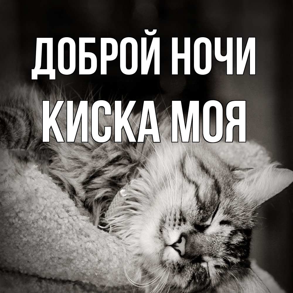 Открытка на каждый день с именем, Киска-моя Доброй ночи котярик пушистый Прикольная открытка с пожеланием онлайн скачать бесплатно 