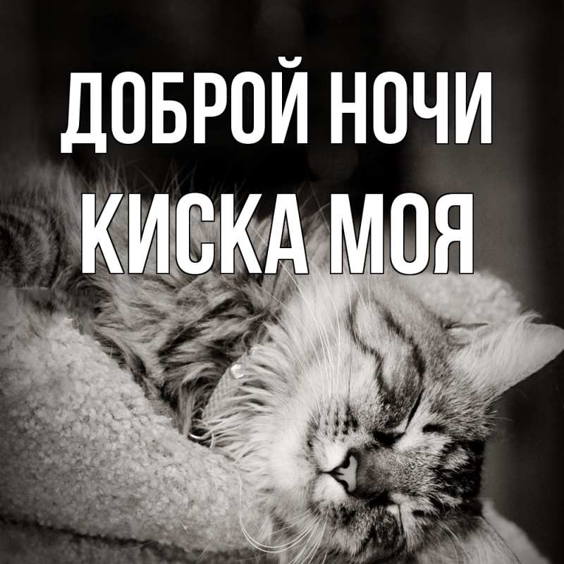 Картинка Доброй ночи, Киска моя