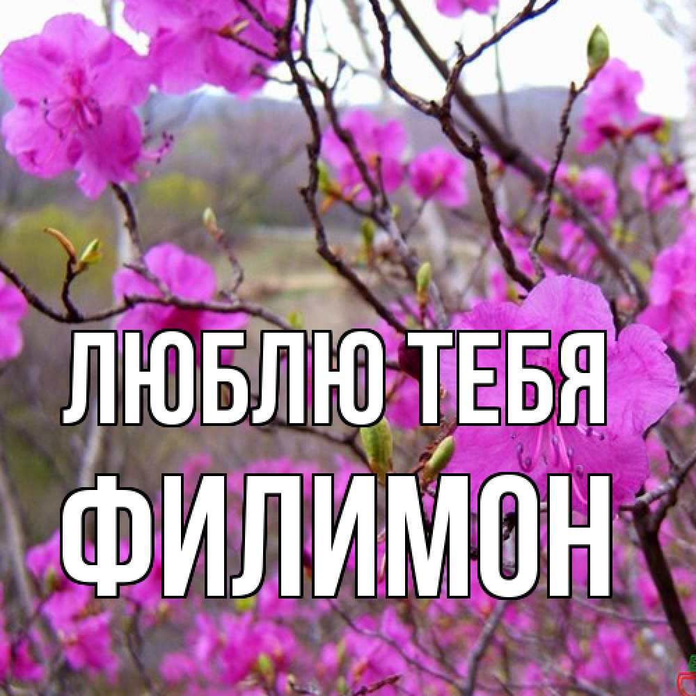 Открытка на каждый день с именем, Филимон Люблю тебя международный женский день Прикольная открытка с пожеланием онлайн скачать бесплатно 