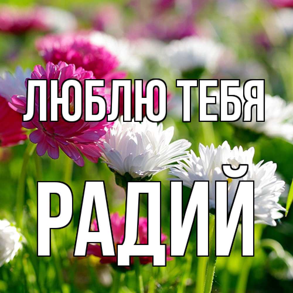 Открытка на каждый день с именем, Радий Люблю тебя международный женский день 1 Прикольная открытка с пожеланием онлайн скачать бесплатно 