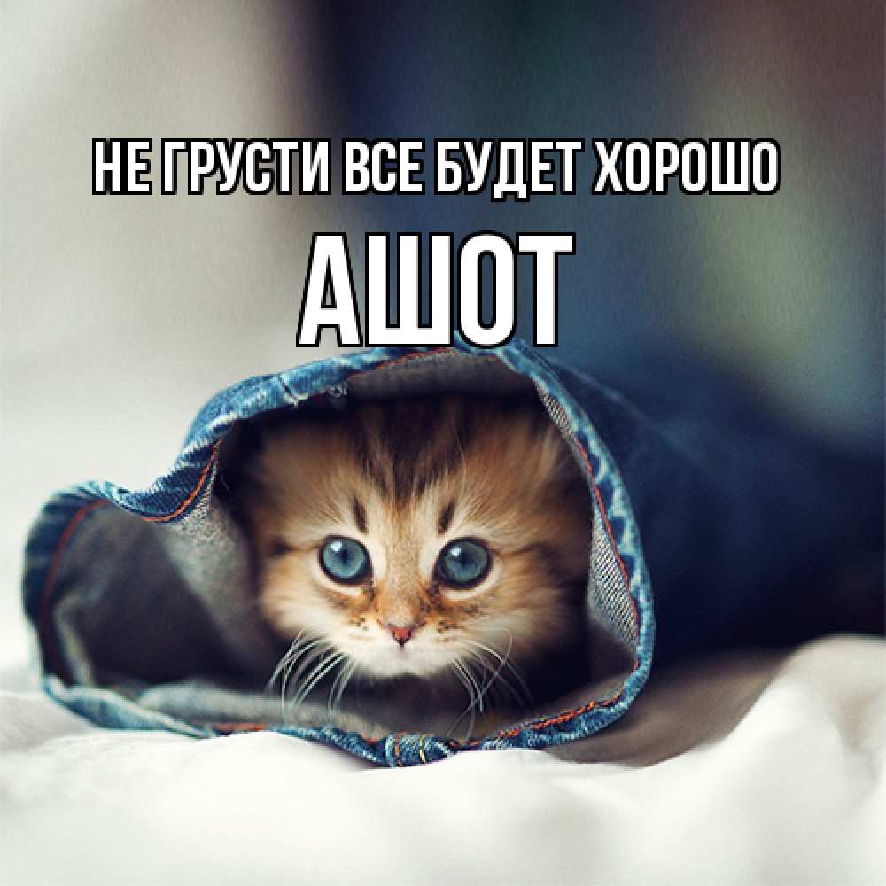 Открытка на каждый день с именем, Ашот Не грусти все будет хорошо кот в одежде Прикольная открытка с пожеланием онлайн скачать бесплатно 