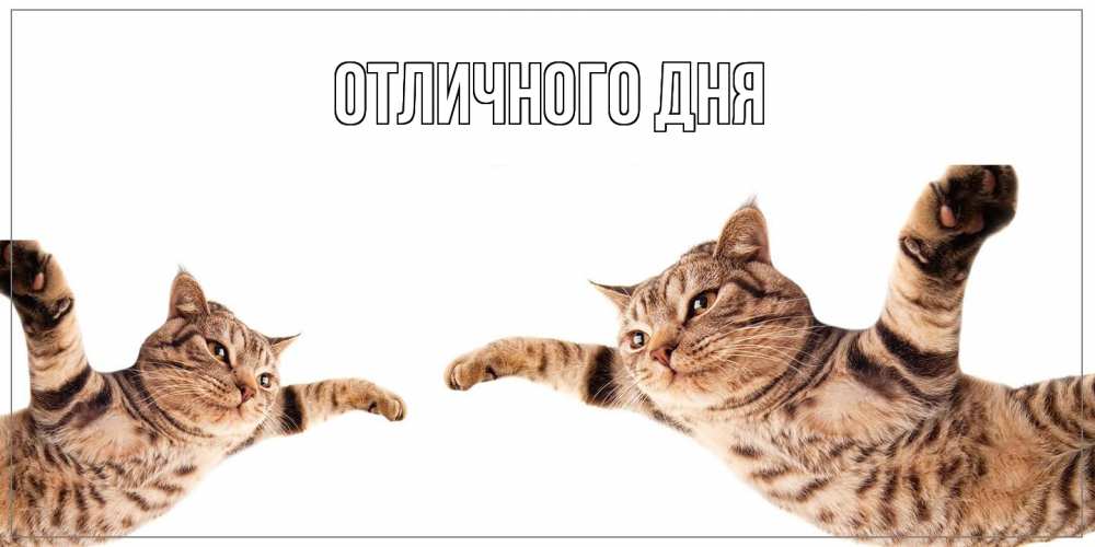 Открытка на каждый день с именем, Тоня Как дела кот Прикольная открытка с пожеланием онлайн скачать бесплатно 