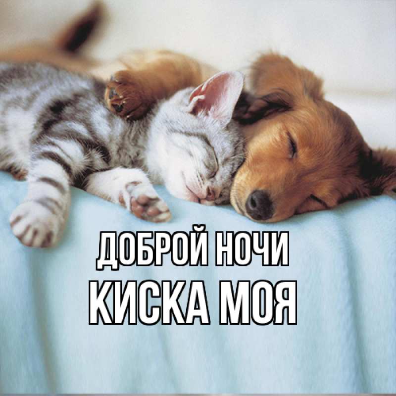 Картинка Доброй ночи, Киска моя