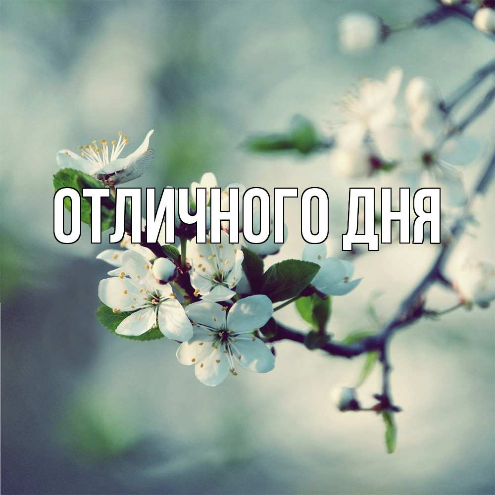 Открытка на каждый день с именем, Леся Скучашки весна Прикольная открытка с пожеланием онлайн скачать бесплатно 