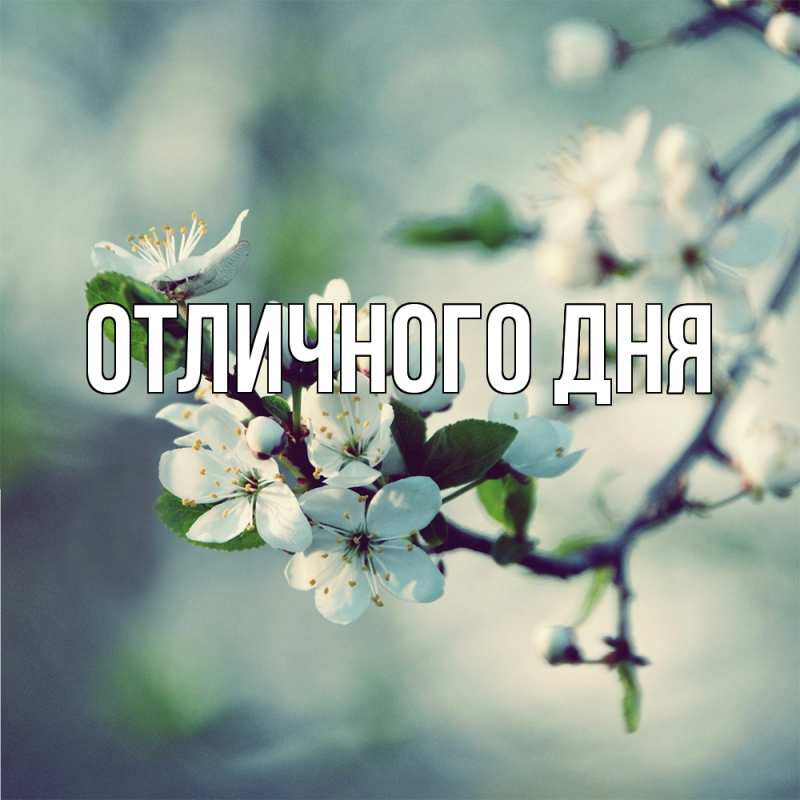 Картинка Скучашки, Леся