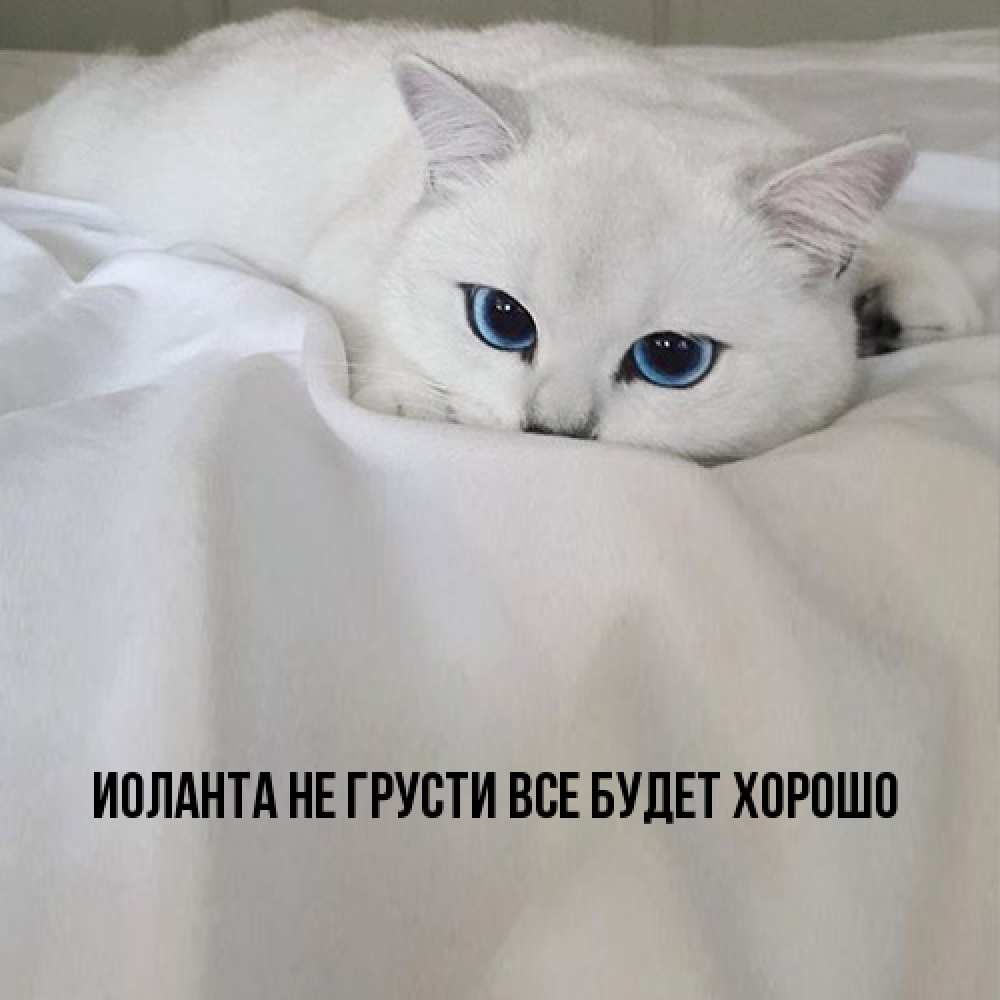 Открытка на каждый день с именем, Иоланта Не грусти все будет хорошо Голубоглазая кошка Прикольная открытка с пожеланием онлайн скачать бесплатно 