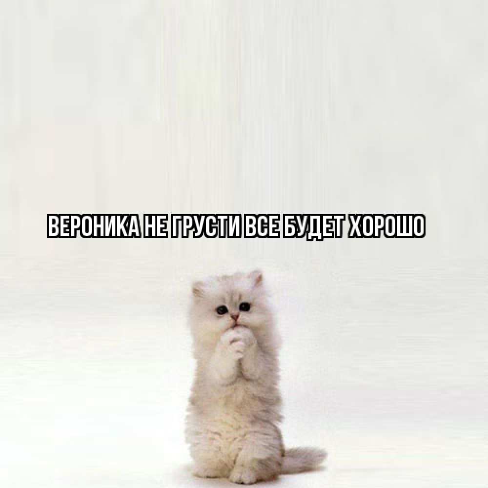 Открытка на каждый день с именем, Вероника Не грусти все будет хорошо грустный кот Прикольная открытка с пожеланием онлайн скачать бесплатно 