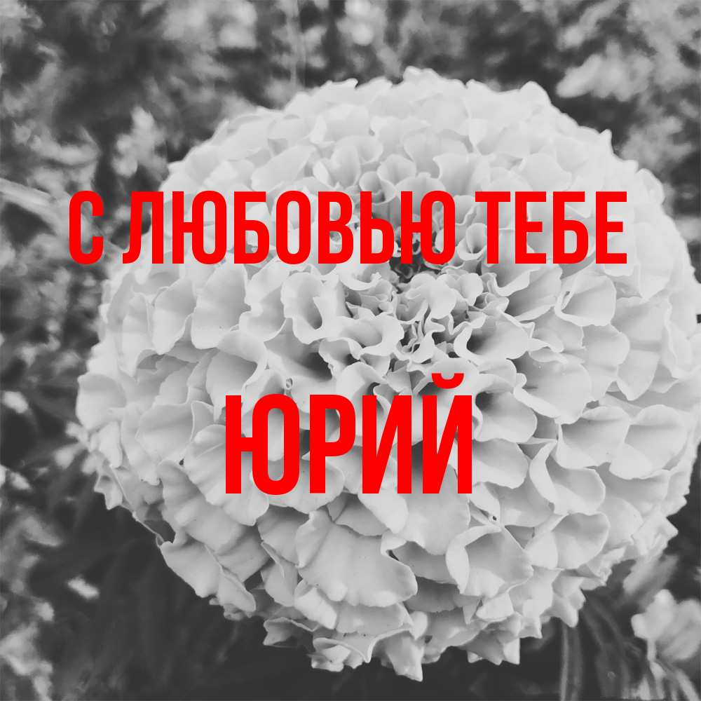 Открытка на каждый день с именем, Юрий С любовью тебе подпись Прикольная открытка с пожеланием онлайн скачать бесплатно 