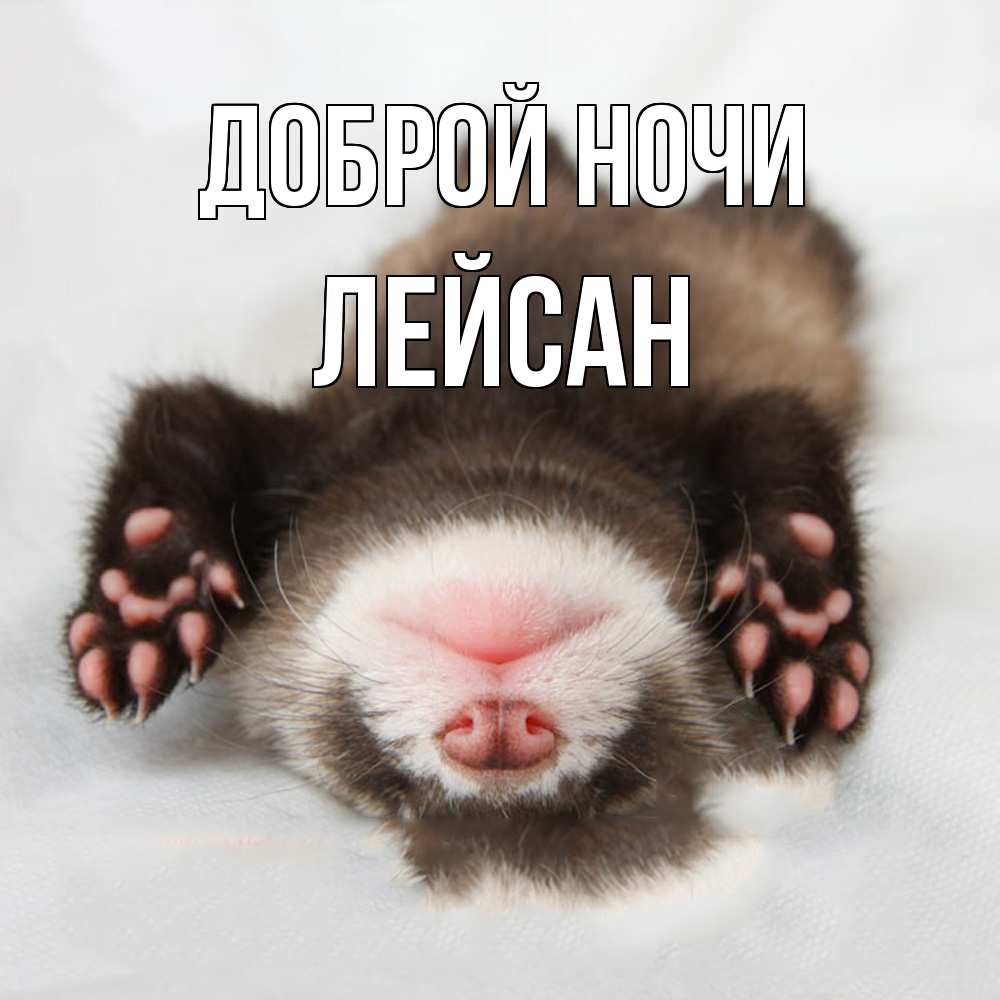 Открытка на каждый день с именем, Лейсан Доброй ночи зверек Прикольная открытка с пожеланием онлайн скачать бесплатно 