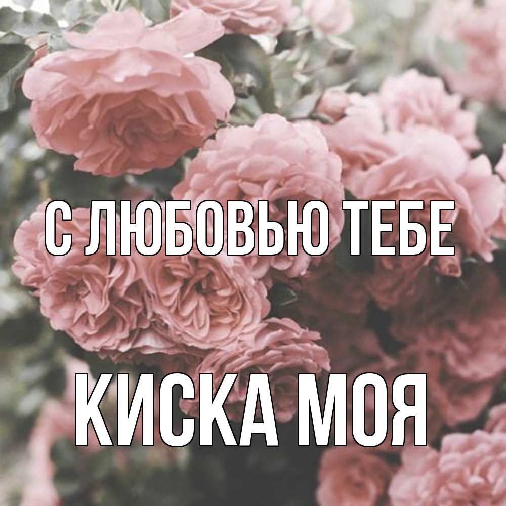 Открытка на каждый день с именем, Киска-моя С любовью тебе розы 3 Прикольная открытка с пожеланием онлайн скачать бесплатно 