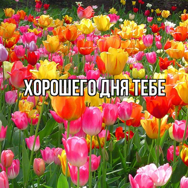 Картинка Люблю тебя, Гастон