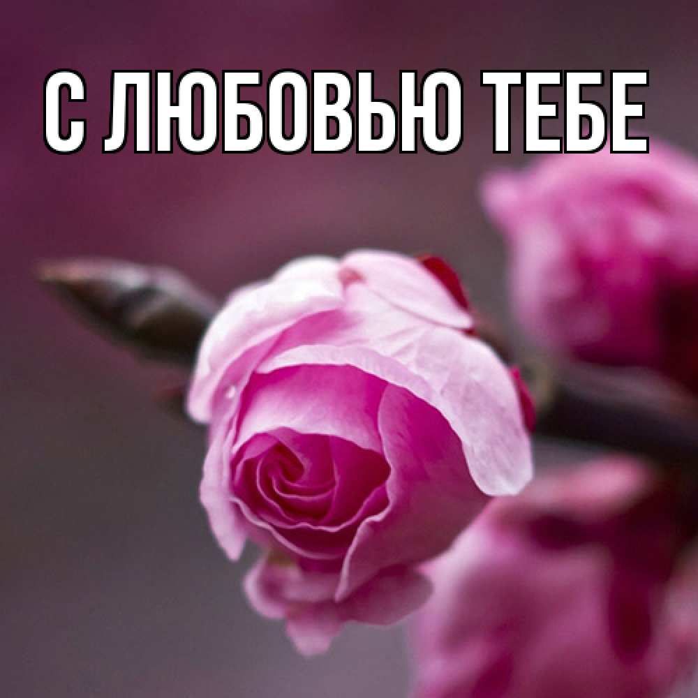 Открытка на каждый день с именем, Аза Люблю тебя весна Прикольная открытка с пожеланием онлайн скачать бесплатно 