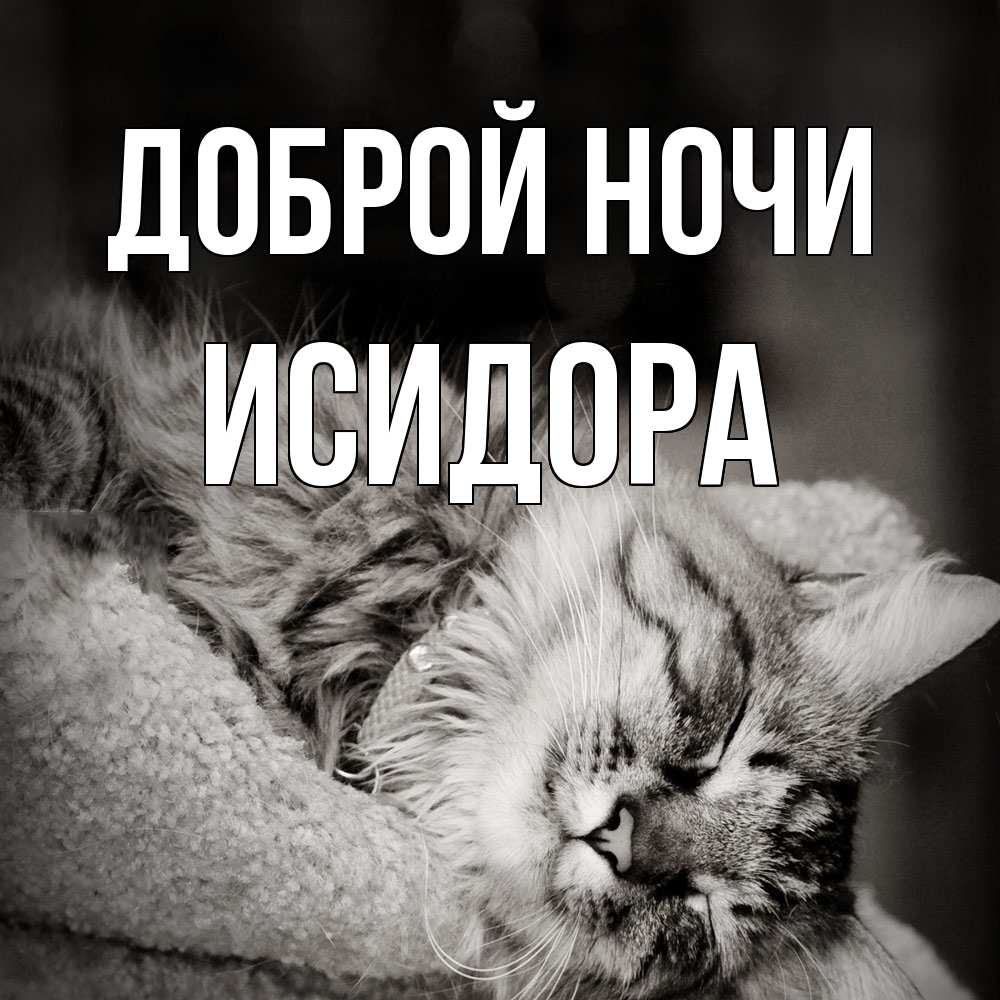 Открытка на каждый день с именем, Исидора Доброй ночи котярик пушистый Прикольная открытка с пожеланием онлайн скачать бесплатно 
