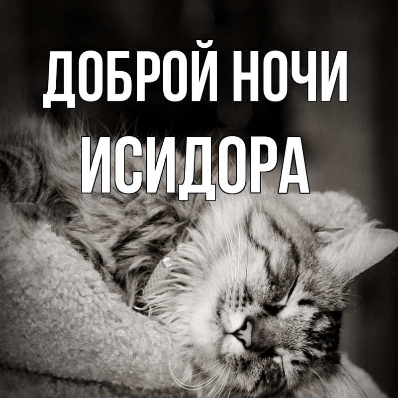 Картинка Доброй ночи, Исидора