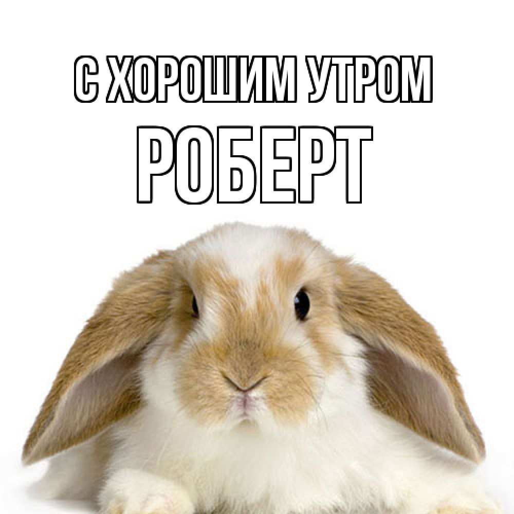 Открытка на каждый день с именем, Роберт С хорошим утром прикольные открытки на каждый день Прикольная открытка с пожеланием онлайн скачать бесплатно 