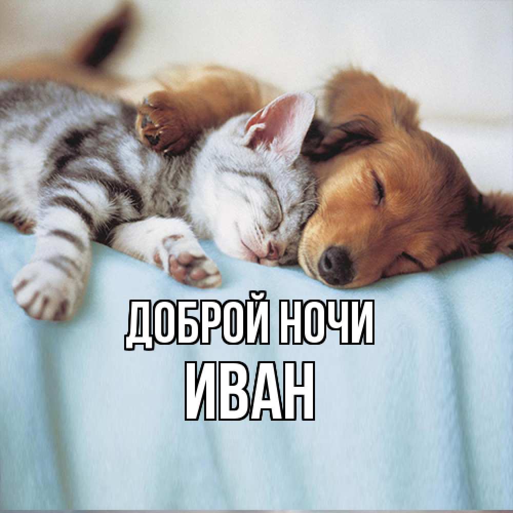 Открытка на каждый день с именем, Иван Доброй ночи с животными Прикольная открытка с пожеланием онлайн скачать бесплатно 