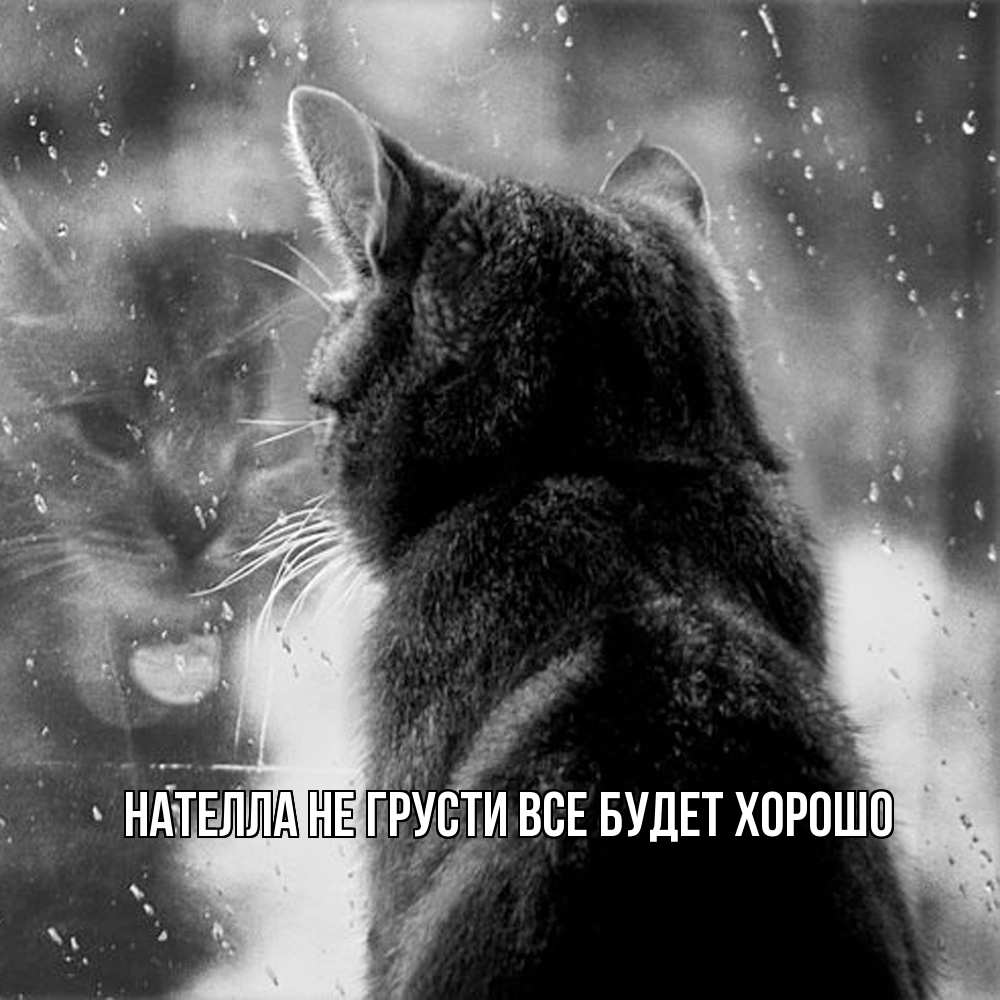Открытка на каждый день с именем, Нателла Не грусти все будет хорошо отражение кота 1 Прикольная открытка с пожеланием онлайн скачать бесплатно 