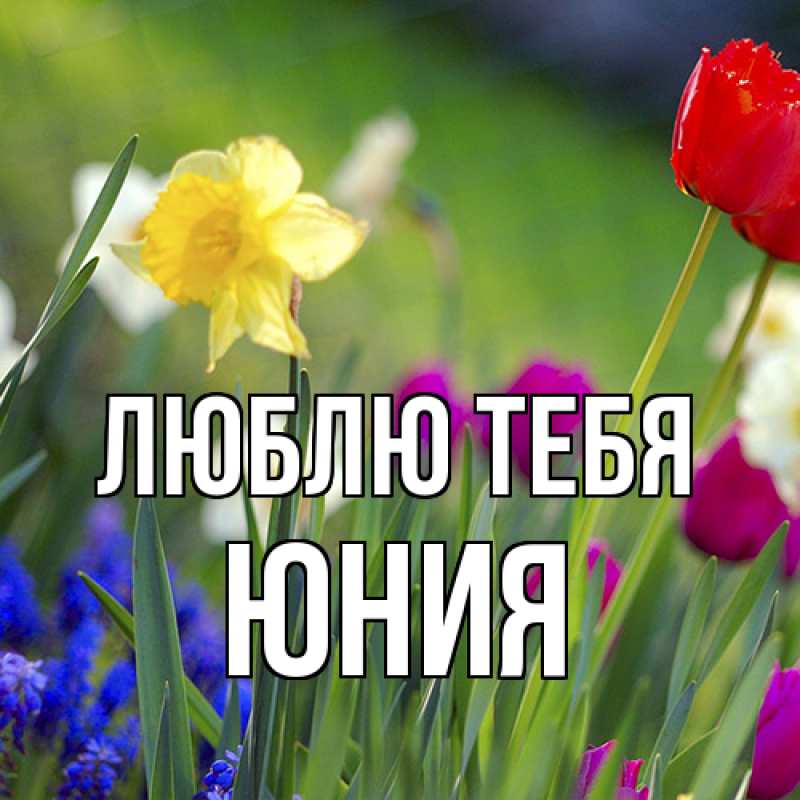 Картинка Люблю тебя, Юния