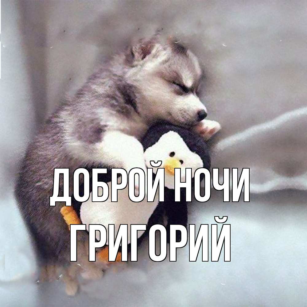 Открытка на каждый день с именем, Григорий Доброй ночи обнимашки щенка и пингвина Прикольная открытка с пожеланием онлайн скачать бесплатно 