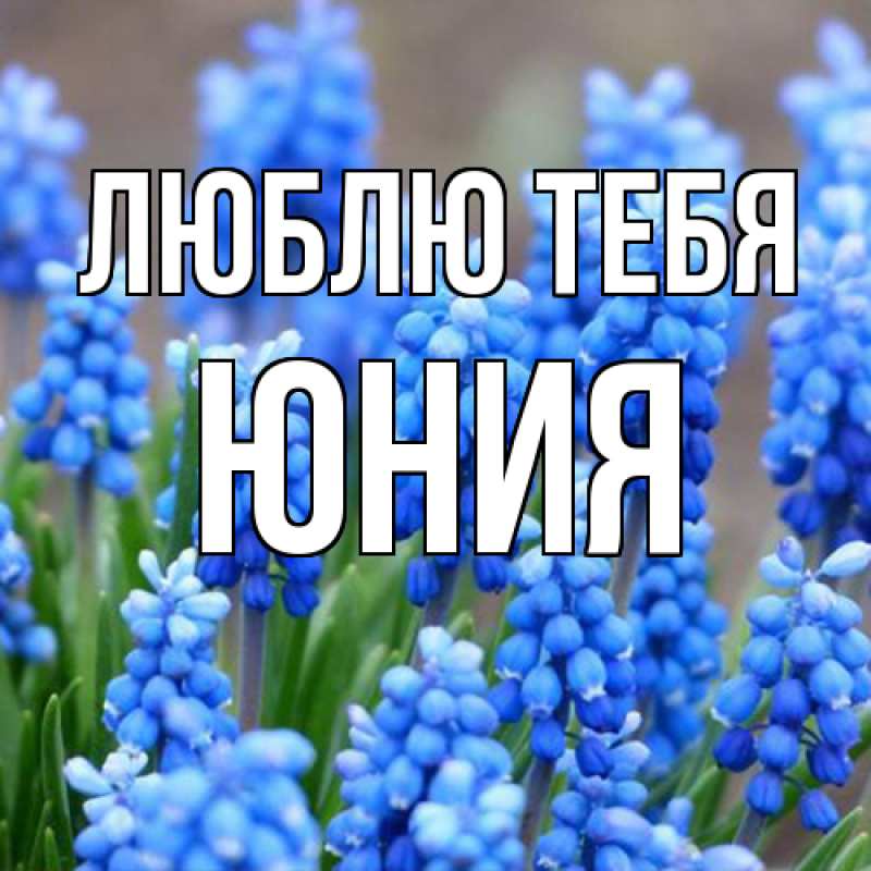 Картинка Люблю тебя, Юния