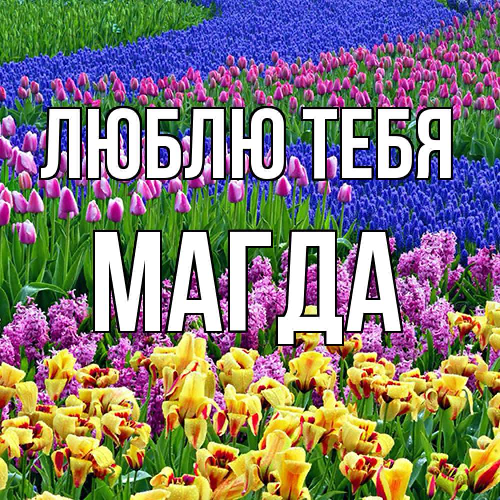 Открытка на каждый день с именем, Магда Люблю тебя цветы Прикольная открытка с пожеланием онлайн скачать бесплатно 