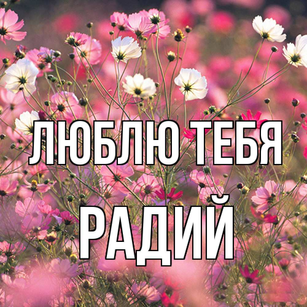 Открытка на каждый день с именем, Радий Люблю тебя красиво 1 Прикольная открытка с пожеланием онлайн скачать бесплатно 