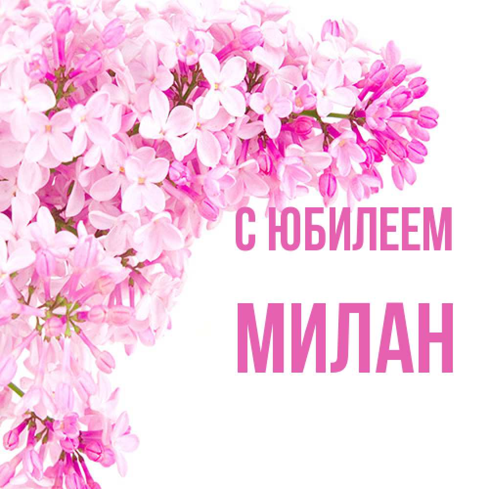 Открытка на каждый день с именем, Милан C юбилеем Сирень на белом фоне Прикольная открытка с пожеланием онлайн скачать бесплатно 