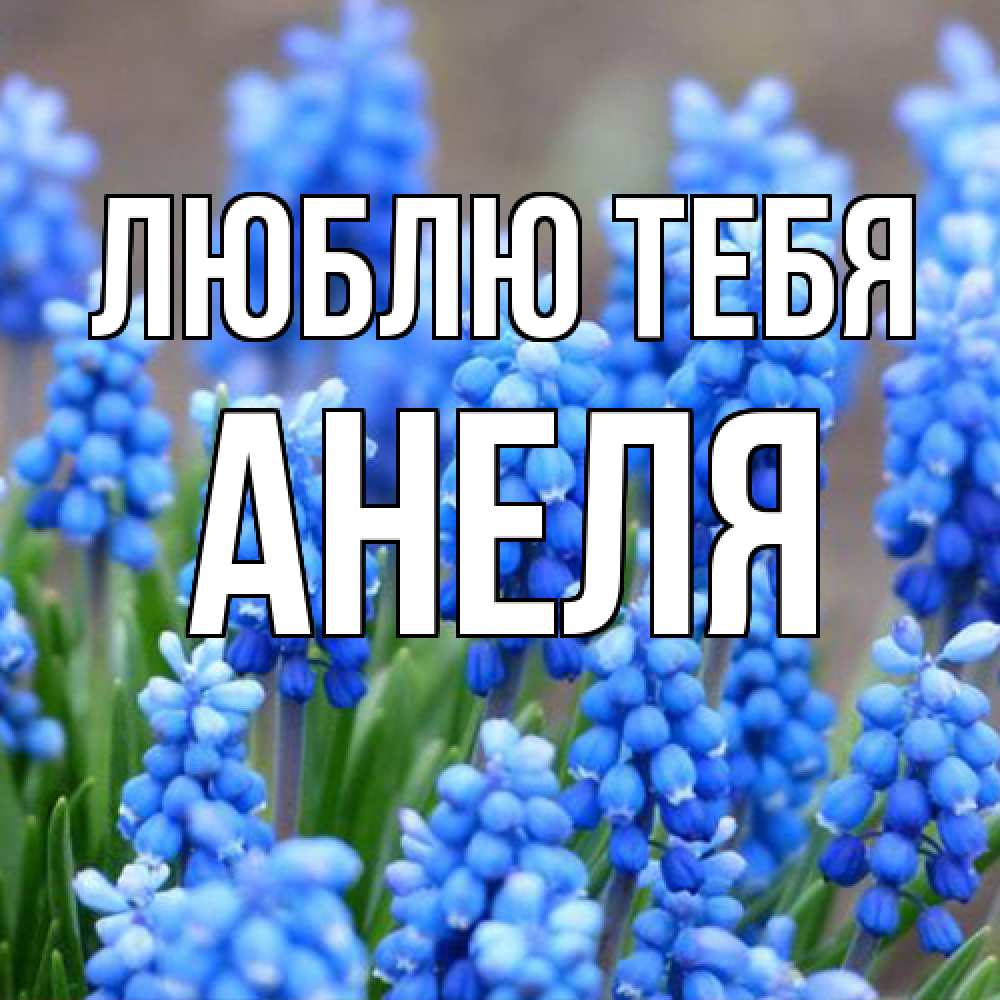 Открытка на каждый день с именем, Анеля Люблю тебя Поздравительная открытка для женщин с цветами на праздничную дату Прикольная открытка с пожеланием онлайн скачать бесплатно 