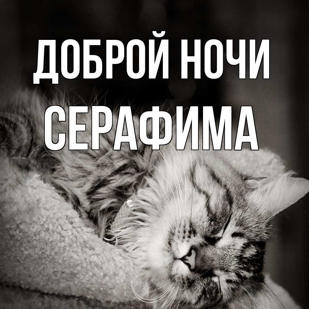 Открытка на каждый день с именем, Серафима Доброй ночи котярик пушистый Прикольная открытка с пожеланием онлайн скачать бесплатно 