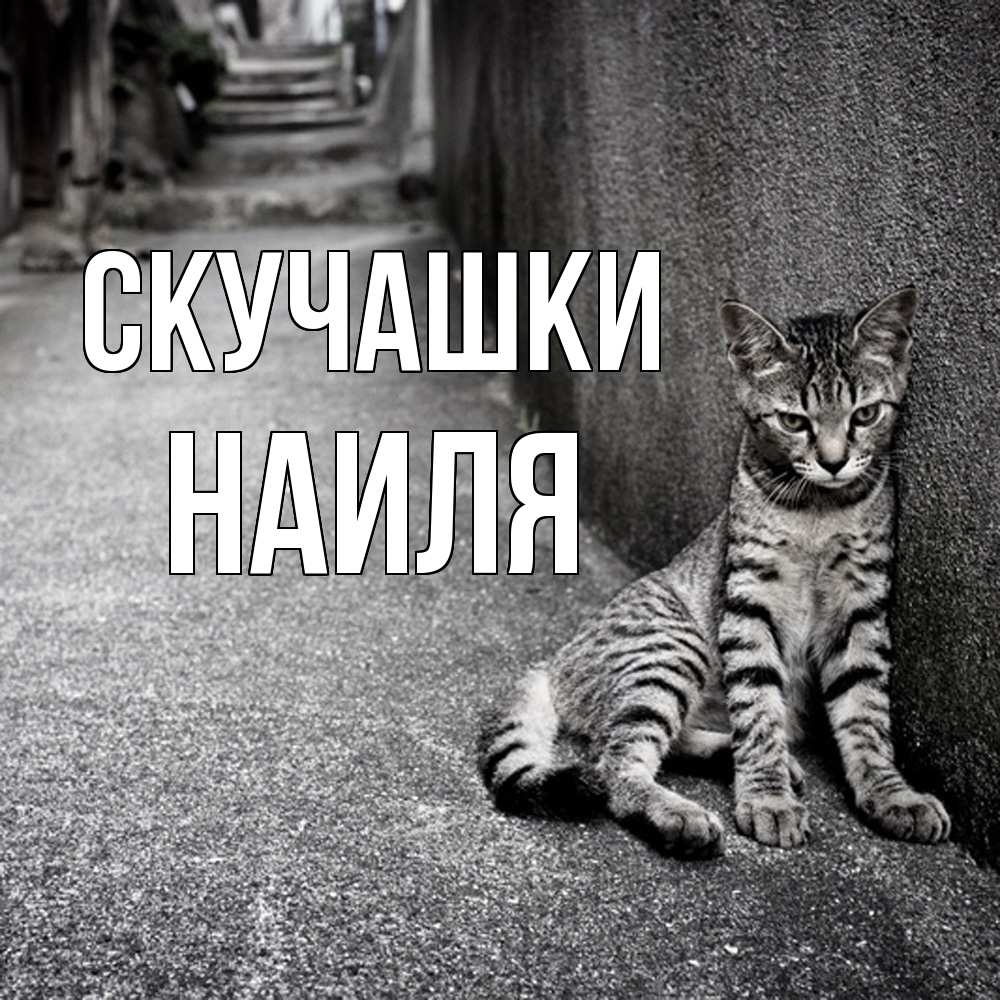 Открытка на каждый день с именем, Наиля Скучашки одиноко котику Прикольная открытка с пожеланием онлайн скачать бесплатно 