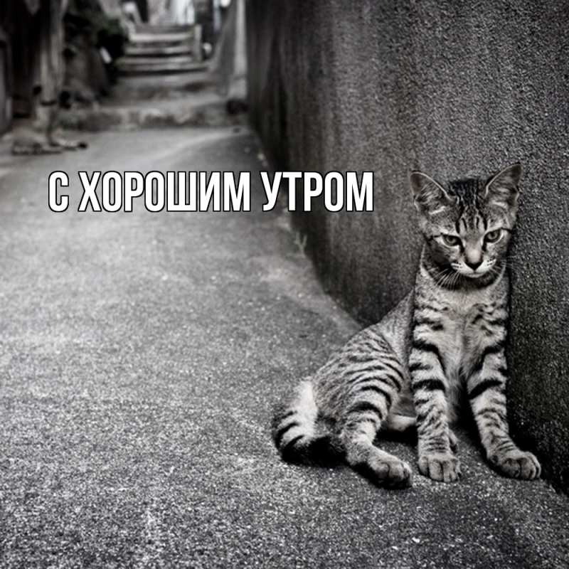 Картинка Скучашки, Дилара