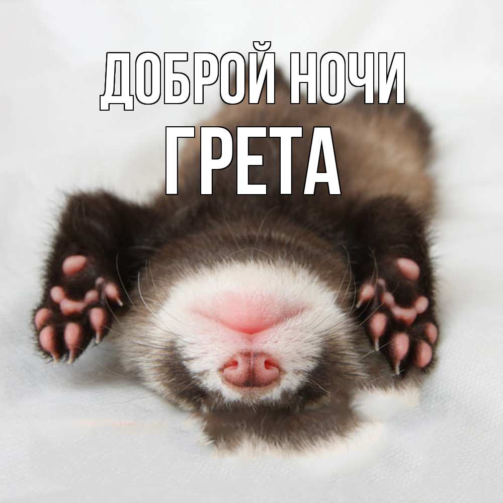 Открытка на каждый день с именем, Грета Доброй ночи зверек Прикольная открытка с пожеланием онлайн скачать бесплатно 