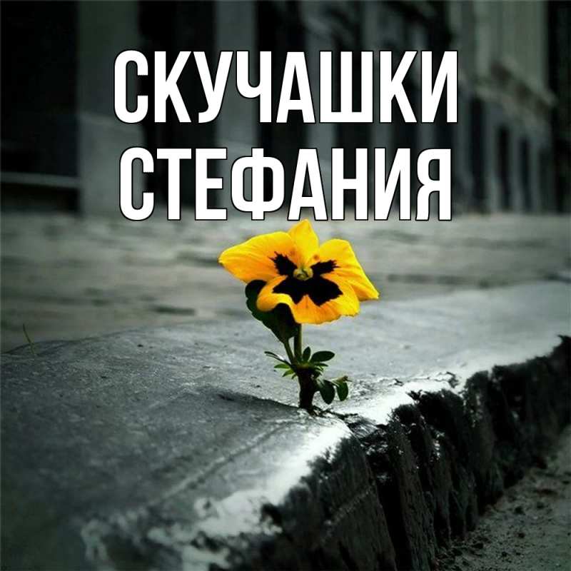 Картинка Скучашки, Стефания
