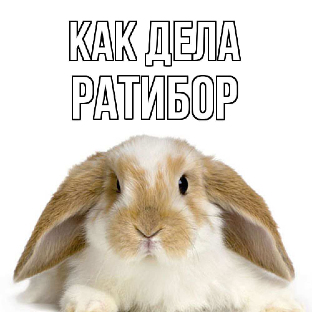 Открытка на каждый день с именем, Ратибор Как дела с животными Прикольная открытка с пожеланием онлайн скачать бесплатно 
