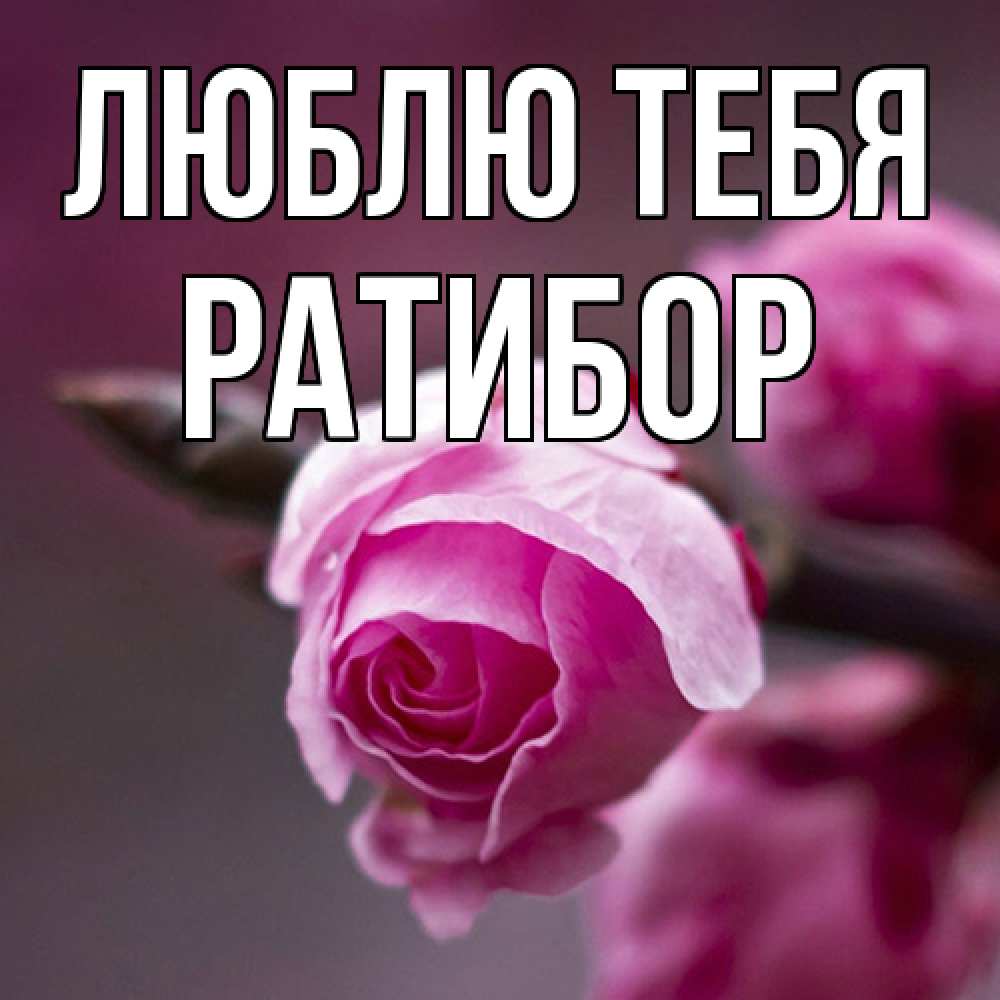 Открытка на каждый день с именем, Ратибор Люблю тебя весна Прикольная открытка с пожеланием онлайн скачать бесплатно 