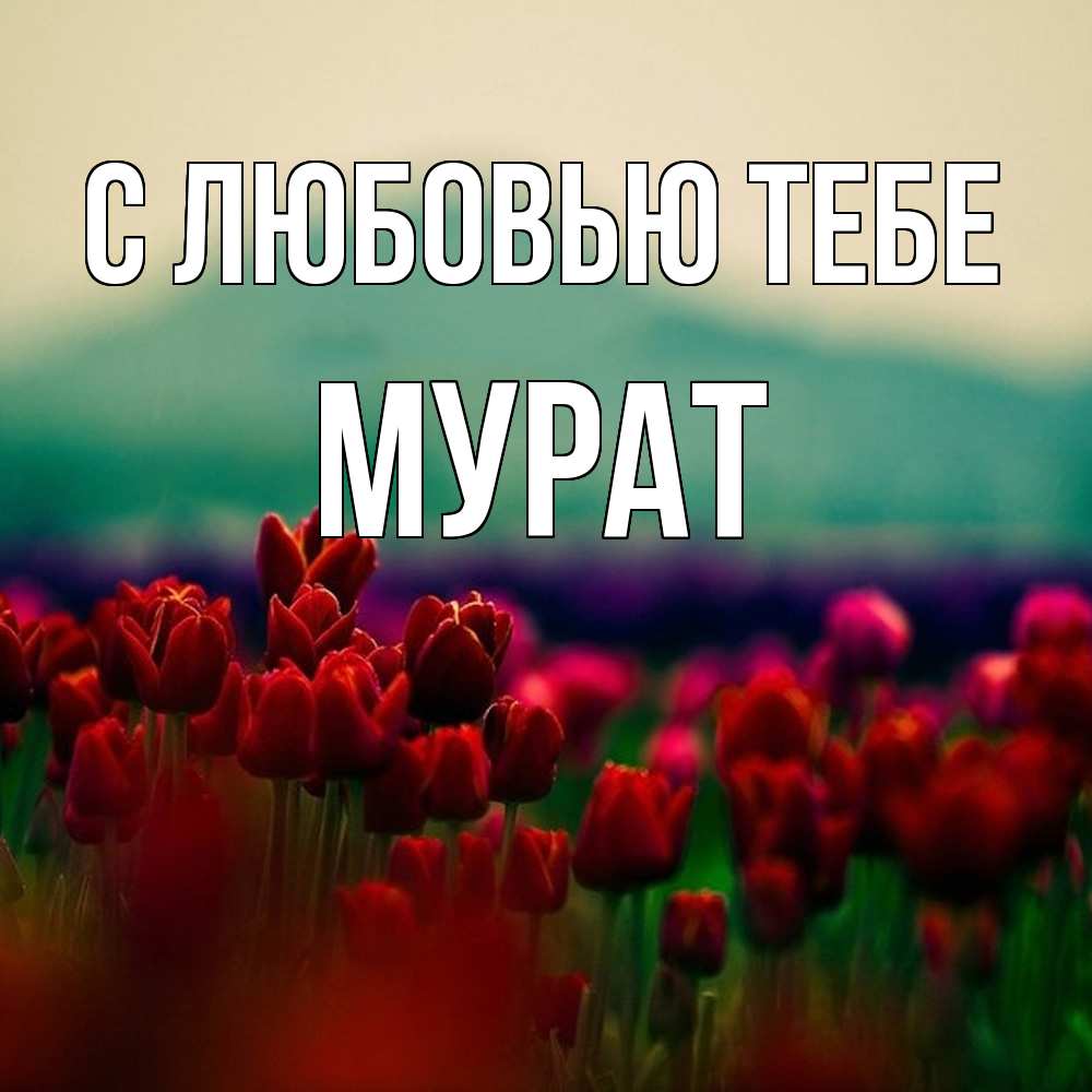 Открытка на каждый день с именем, Мурат С любовью тебе тюльпаны 4 Прикольная открытка с пожеланием онлайн скачать бесплатно 