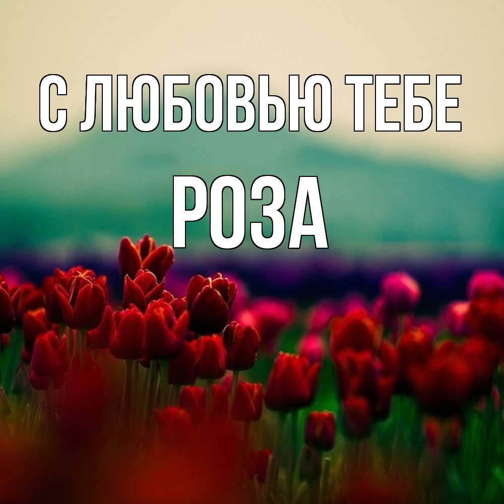 Открытка на каждый день с именем, Роза С любовью тебе тюльпаны 4 Прикольная открытка с пожеланием онлайн скачать бесплатно 