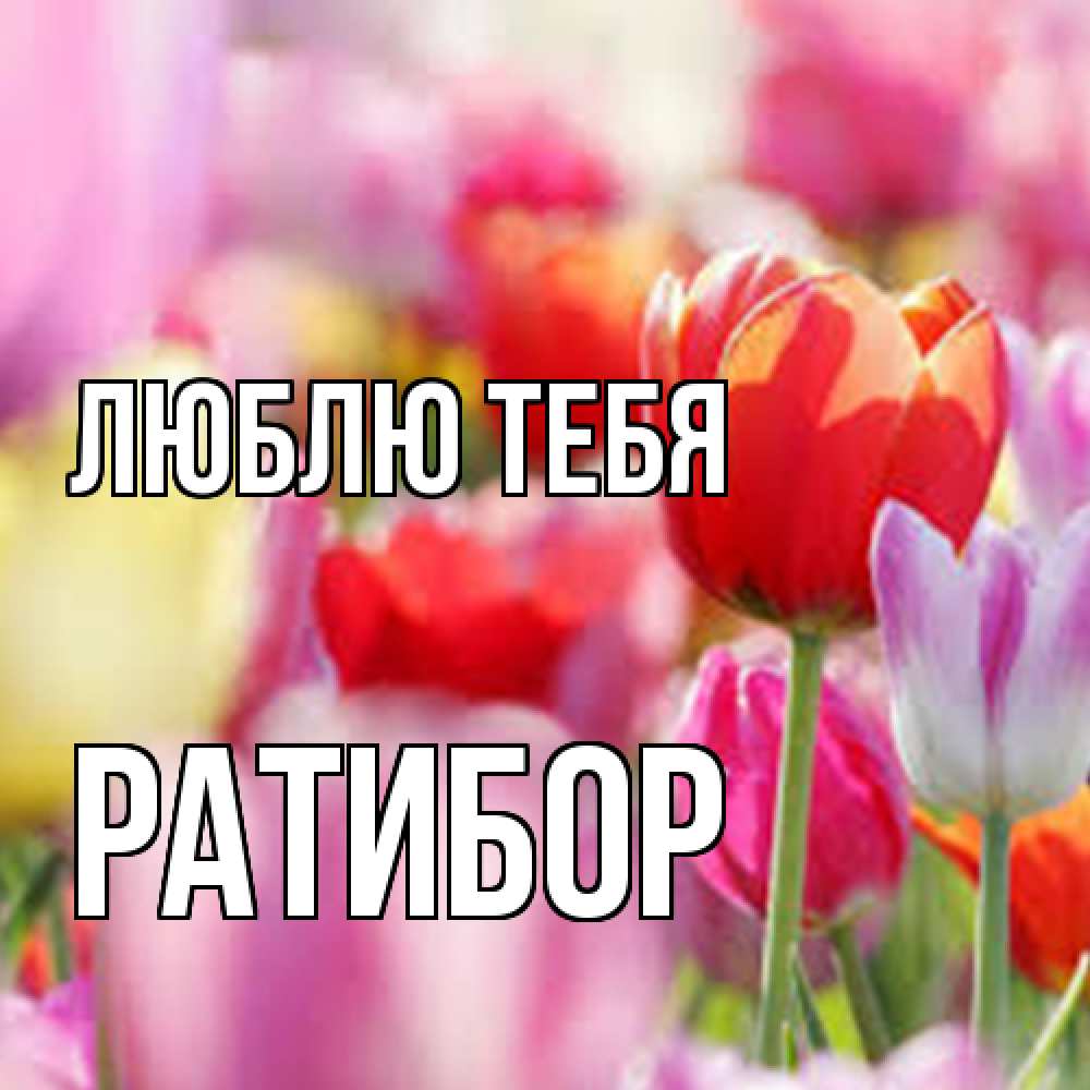 Открытка на каждый день с именем, Ратибор Люблю тебя на международный женский день 2 Прикольная открытка с пожеланием онлайн скачать бесплатно 