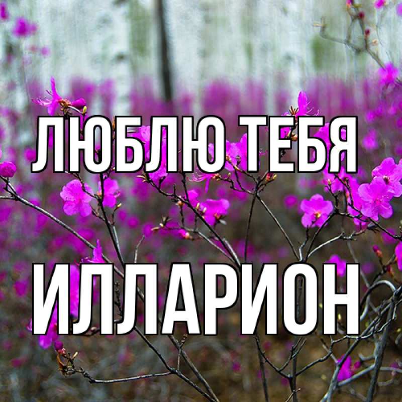 Открытка с именем, Илларион, Люблю тебя