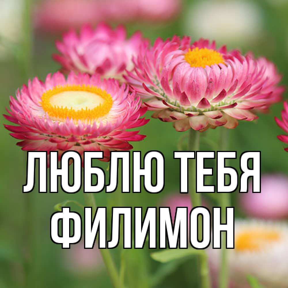 Открытка на каждый день с именем, Филимон Люблю тебя подарок на международный женский день Прикольная открытка с пожеланием онлайн скачать бесплатно 