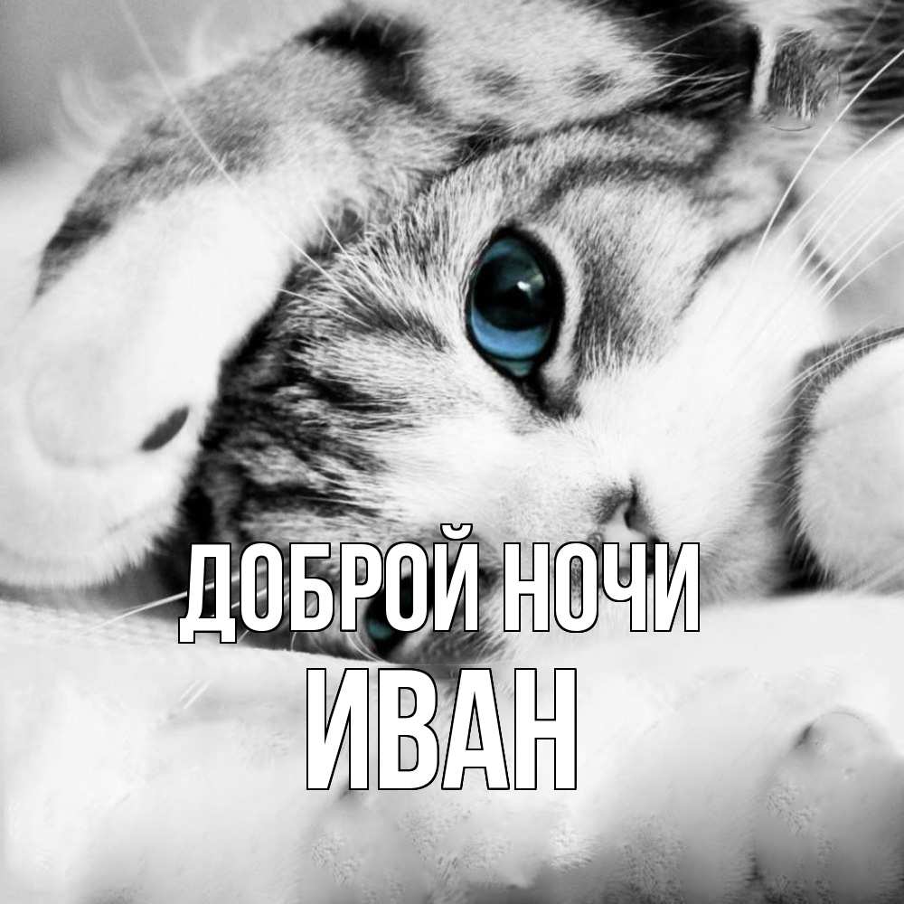 Открытка на каждый день с именем, Иван Доброй ночи кот устал Прикольная открытка с пожеланием онлайн скачать бесплатно 