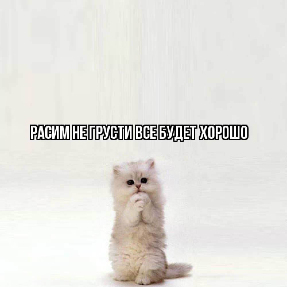 Открытка на каждый день с именем, Расим Не грусти все будет хорошо грустный кот Прикольная открытка с пожеланием онлайн скачать бесплатно 