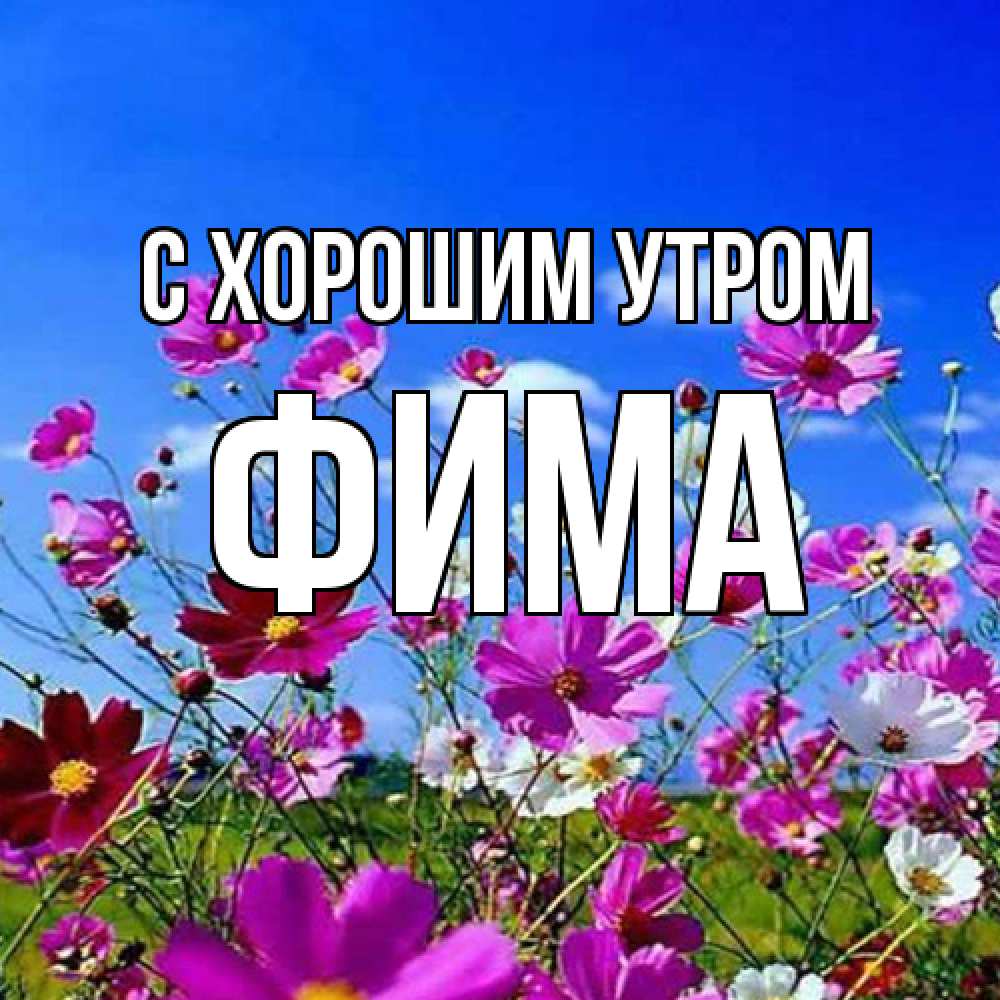 Открытка на каждый день с именем, Фима С хорошим утром сиреневые цветы Прикольная открытка с пожеланием онлайн скачать бесплатно 