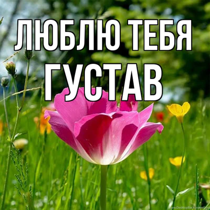 Картинка Люблю тебя, Густав