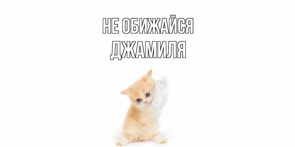 Открытка на каждый день с именем, Джамиля Не обижайся кот Прикольная открытка с пожеланием онлайн скачать бесплатно 