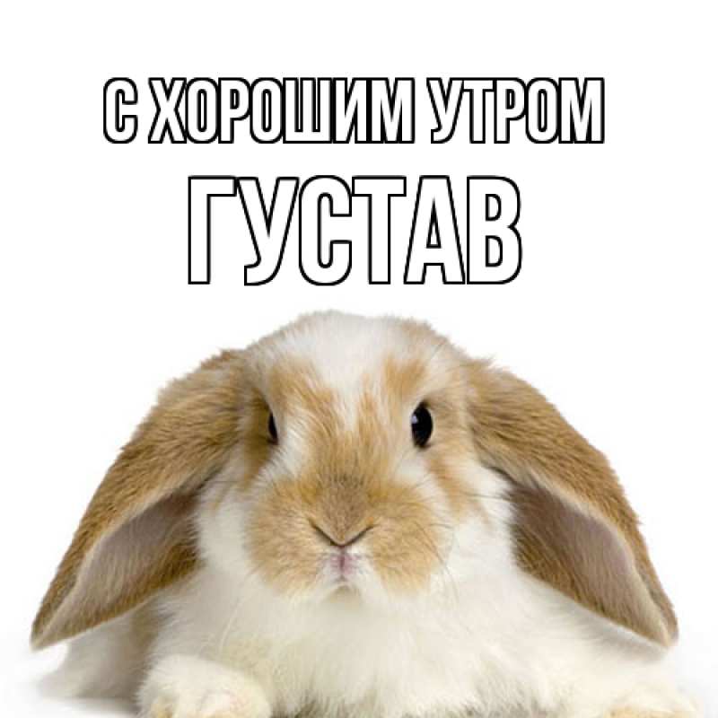 Картинка С хорошим утром, Густав